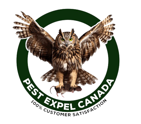 Cockroach Control Brampton: Reliable Solutions for a Pest-Free Property